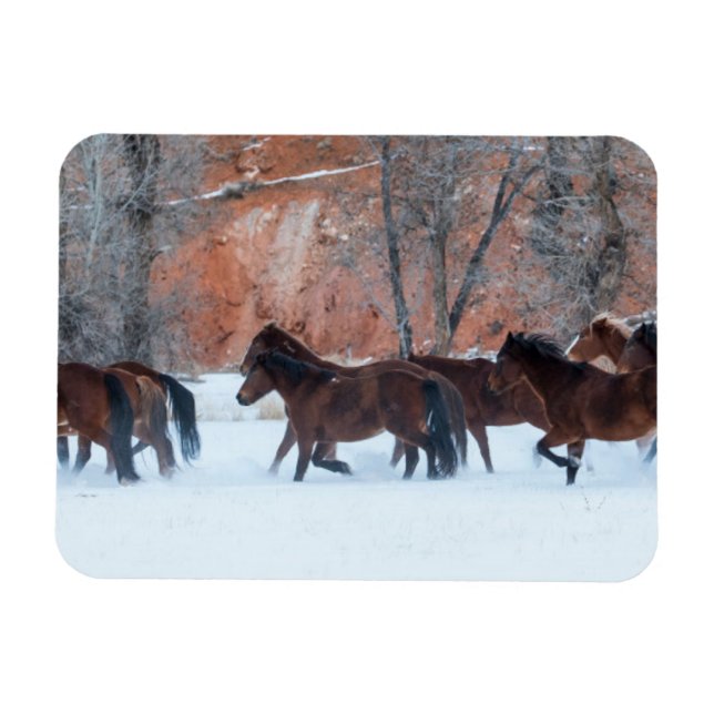Magnet Flexible Troupeau de chevaux qui courent dans la neige (Horizontal)