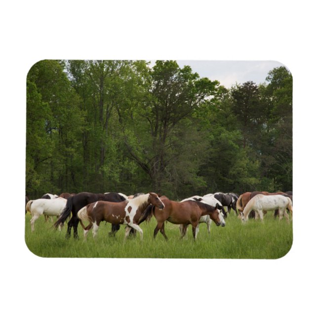 Magnet Flexible Troupeau de chevaux, Tennessee (Horizontal)