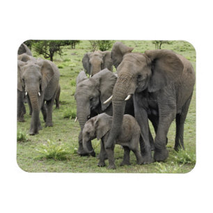 Magnet Flexible Troupeau d'éléphants d'Afrique