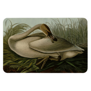 Magnet Flexible Trumpeter Swan