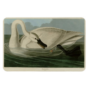 Magnet Flexible Trumpeter Swan
