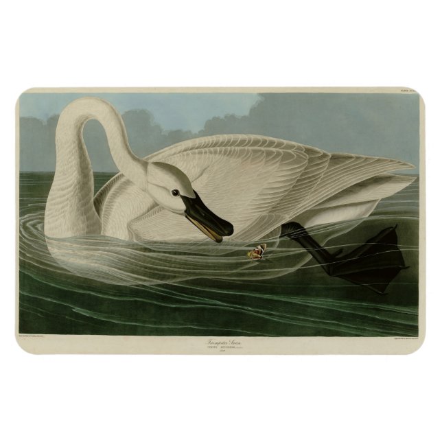 Magnet Flexible Trumpeter Swan (Horizontal)