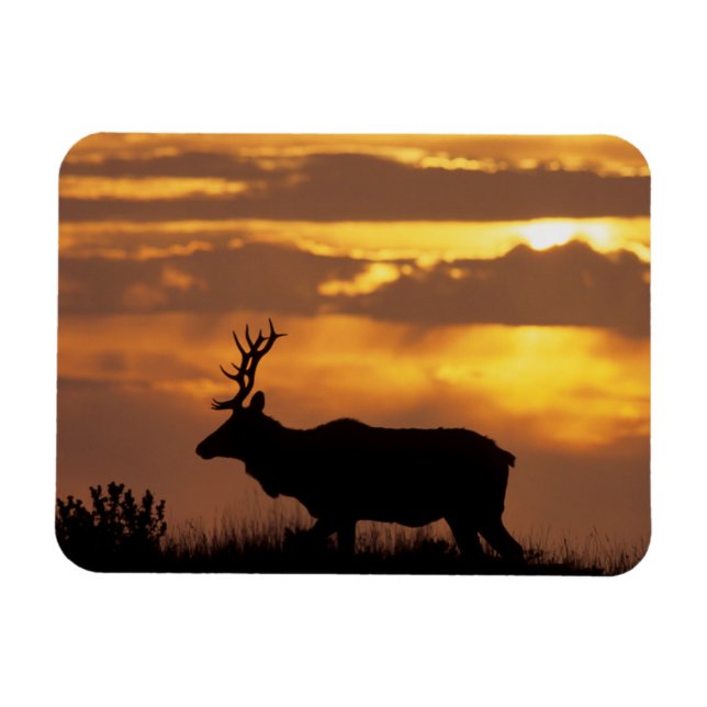 Magnet Flexible Tule Elk | Point Reyes National Seashore (Horizontal)