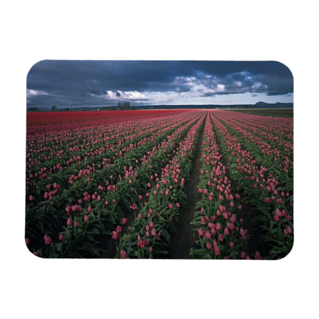 Magnet Flexible Tulières rose et rouge brillantes sous le noir (Horizontal)