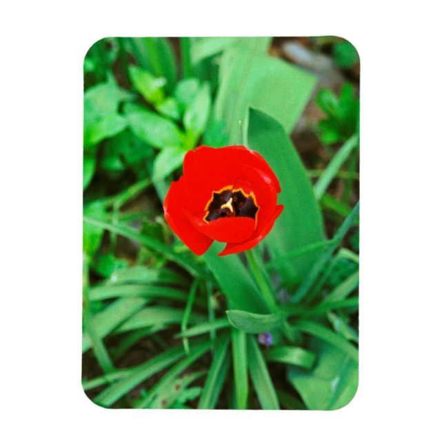 Magnet Flexible Tuliforme rouge (Vertical)