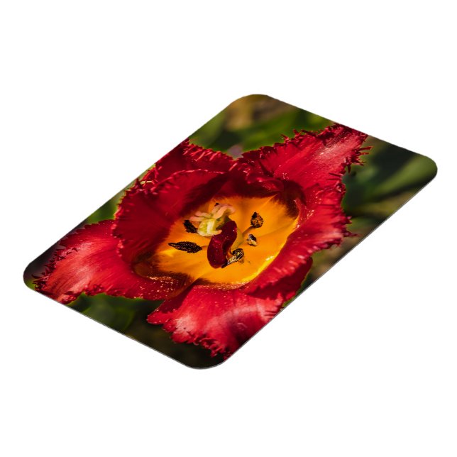 Magnet Flexible Tuliforme rouge (Côté Gauche)