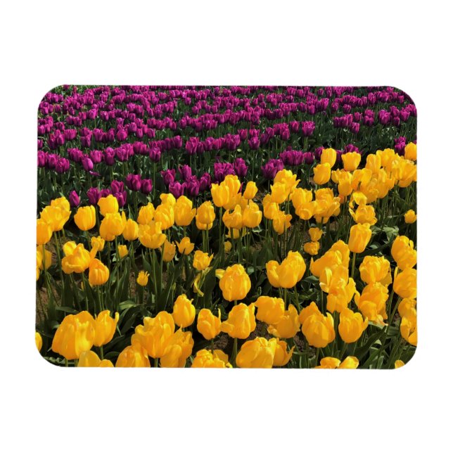 Magnet Flexible Tulip Field, Oregon (Horizontal)