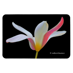 Magnet Flexible Tulipe Lady Elégante Fleurs Blanches Roses