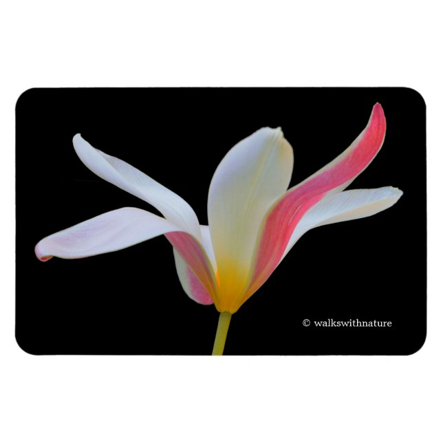 Magnet Flexible Tulipe Lady Elégante Fleurs Blanches Roses (Horizontal)