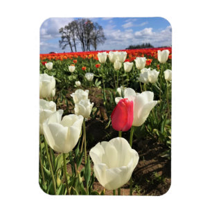Magnet Flexible Tulipe rose se démarquant, Oregon
