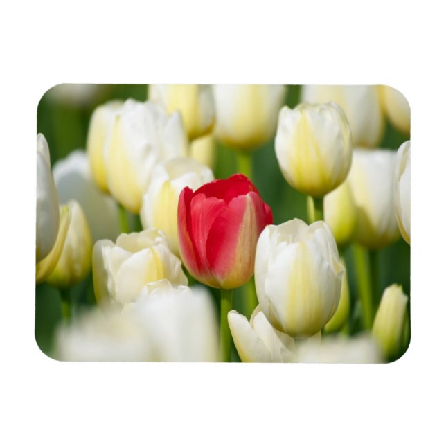 Magnet Flexible Tulipe rouge dans un champ de tulipes blanches (Horizontal)