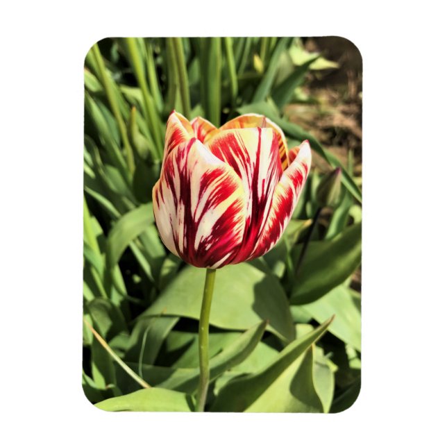 Magnet Flexible Tulipe rouge et blanche (Vertical)
