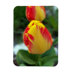 Magnet Flexible tulipe rouge jaune