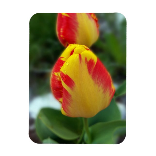 Magnet Flexible tulipe rouge jaune (Vertical)