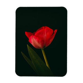Magnet Flexible Tulipe rouge unique