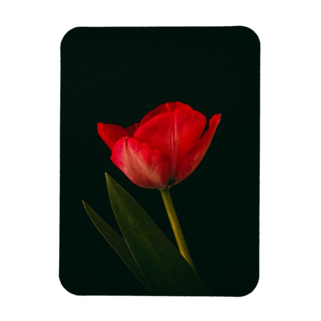 Magnet Flexible Tulipe rouge unique (Vertical)