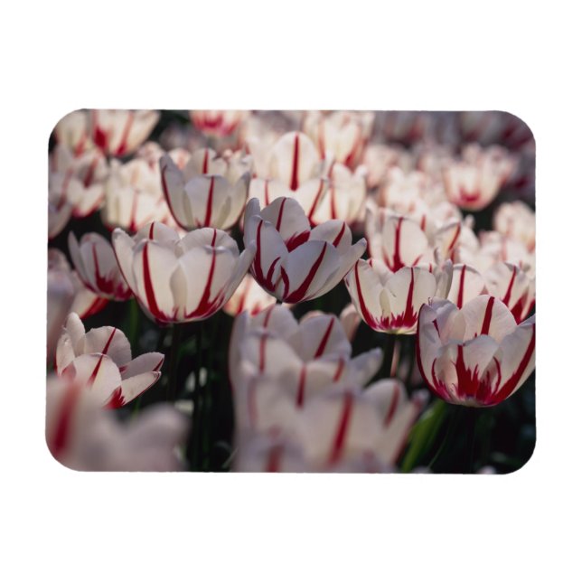 Magnet Flexible Tulipes (Horizontal)