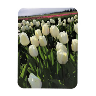 Magnet Flexible Tulipes blanches dans un champ, Oregon
