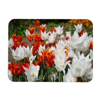 Magnet Flexible Tulipes blanches et gingembre dans le jardin