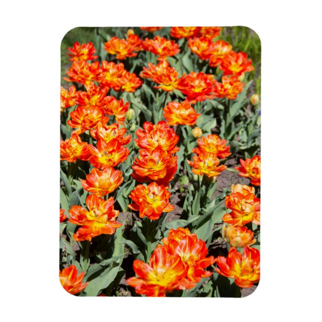 Magnet Flexible Tulipes de gingembre rouge-orange brillantes (Vertical)