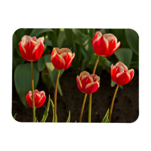Magnet Flexible Tulipes, Festival des Tulipes, Woodburn, Oregon, É