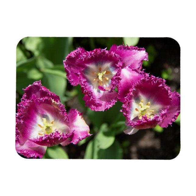 Magnet Flexible Tulipes mignonnes pourpres dans le jardin (Horizontal)