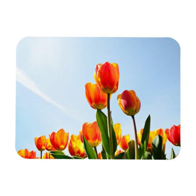 Magnet Flexible Tulipes orange et rouge du dessous (Horizontal)