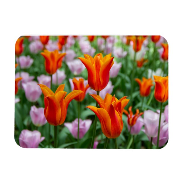 Magnet Flexible Tulipes orange vif dans le parc (Horizontal)