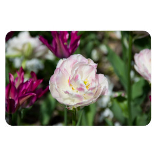 Magnet Flexible Tulipes rose vif par jour ensoleillé