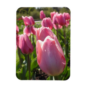 Magnet Flexible Tulipes roses