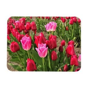 Magnet Flexible Tulipes roses et rouges