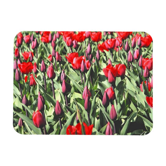 Magnet Flexible Tulipes rouges (Horizontal)