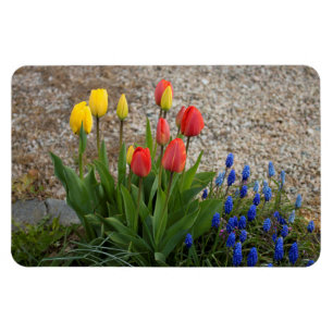 Magnet Flexible Tulipes rouges et jaunes
