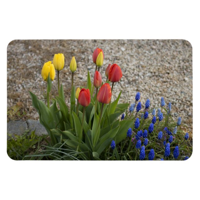 Magnet Flexible Tulipes rouges et jaunes (Horizontal)