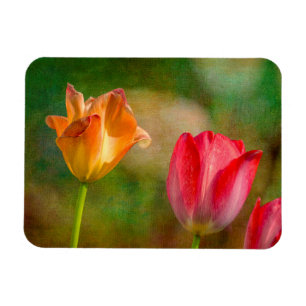 Magnet Flexible Tulipes rouges et jaunes sur fond texturé