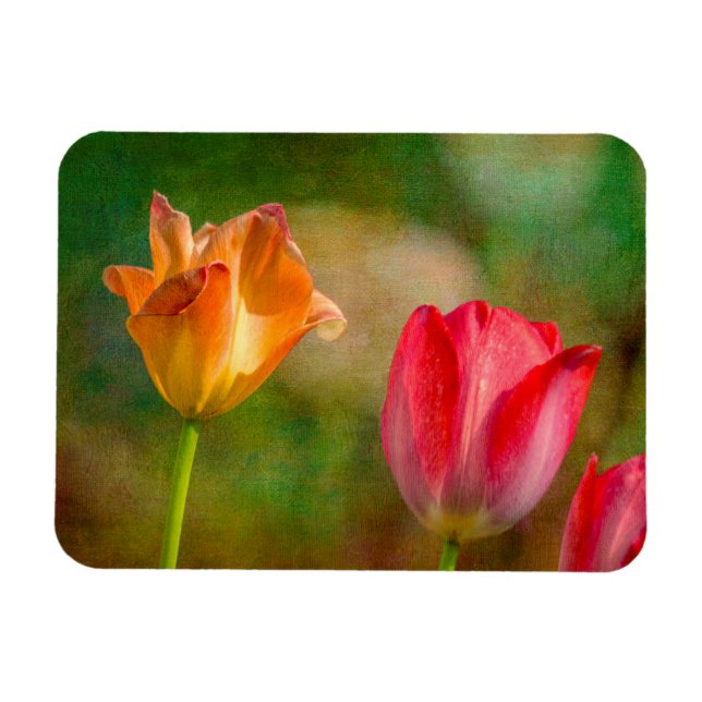Magnet Flexible Tulipes rouges et jaunes sur fond texturé (Horizontal)