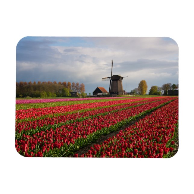 Magnet Flexible Tulipes rouges et moulin à vent (Horizontal)