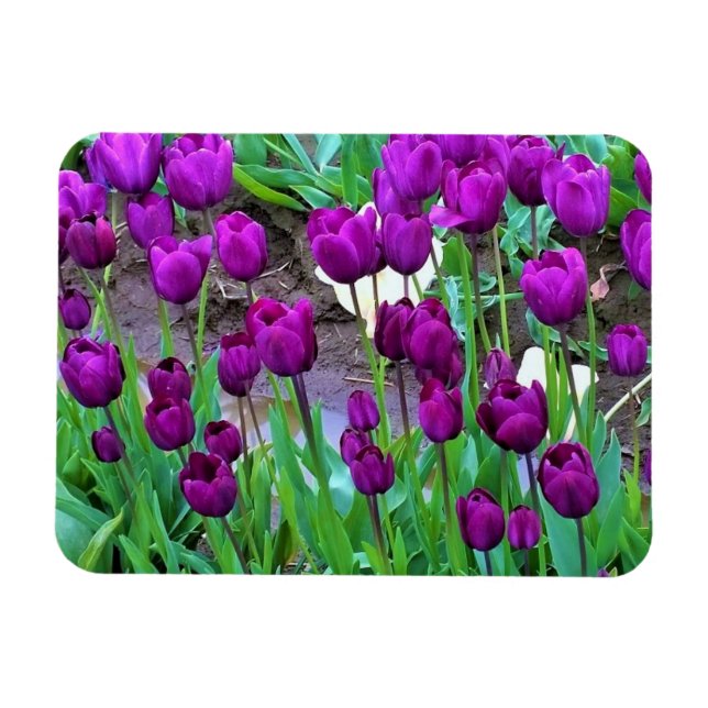 Magnet Flexible Tulipes violettes, Oregon (Horizontal)
