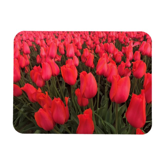 Magnet Flexible Tulips Coral Pink (Horizontal)