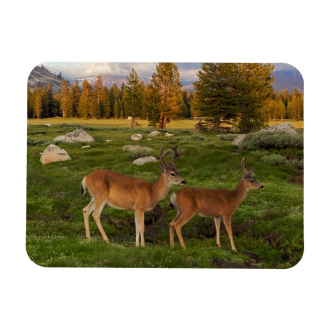 Magnet Flexible Tuolumne Meadow, yosemite (Horizontal)