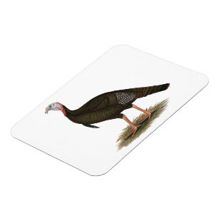 Magnet Flexible Turquie : Tom sauvage oriental