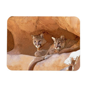 Magnet Flexible Two mountain lions