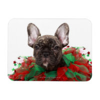 Un bulldog français portant un collier de Noël