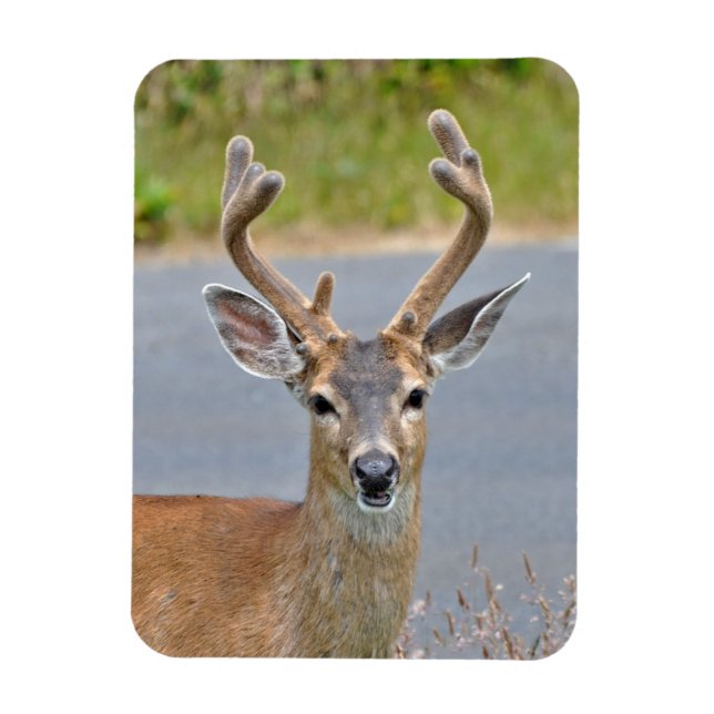 Magnet Flexible Un Cerf Mule Buck (Vertical)