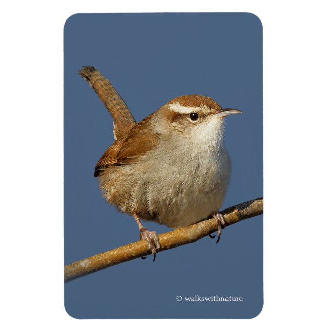 Magnet Flexible Un curieux Wren de Bewick's Wren dans l'arbre (Vertical)