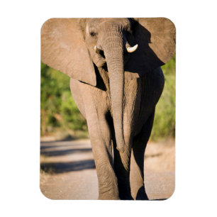 Magnet Flexible Un Éléphant d'Afrique (Loxodonta Africana) Marche