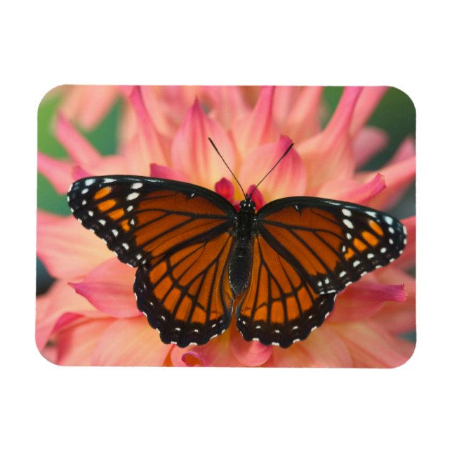 Magnet Flexible Un imitateur du monarque papillon (Horizontal)