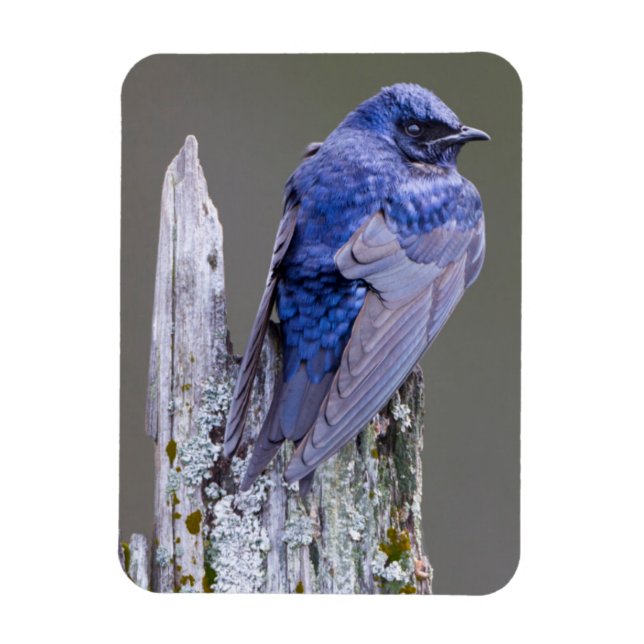 Magnet Flexible Un mâle violet Martin niche au-dessus du lac Samma (Vertical)