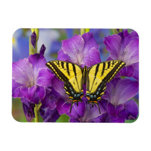 Magnet Flexible Un papillon Limenitis archippus sur des Glaïeuls v