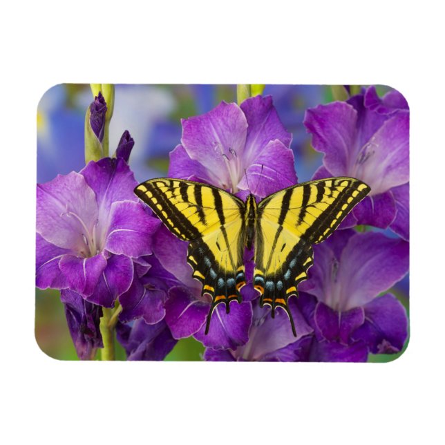 Magnet Flexible Un papillon Limenitis archippus sur des Glaïeuls v (Horizontal)